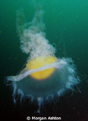 Egg Yolk Jellyfish in Carmel. by Morgan Ashton 
